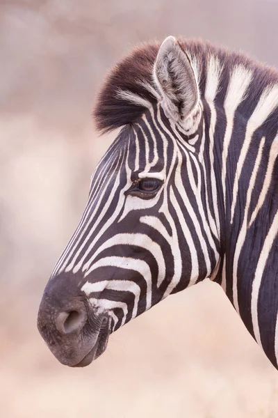Retrato Vertical Zebra Vista Lateral Cabeça Com Fundo Macio Kruger — Fotografia de Stock
