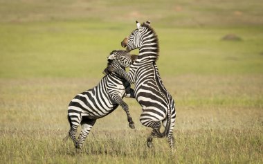 Zebralar ön ayakları yukarıda, biri arka planda yeşil çimenleri ısırıyor. Masai Mara Kenya 'da güneşli bir günde.
