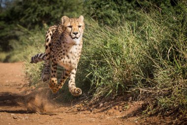 Yetişkin bir dişi çita, Kruger Park Güney Afrika 'da güneşli bir günde avını yakalamak için son sürat koşuyor.