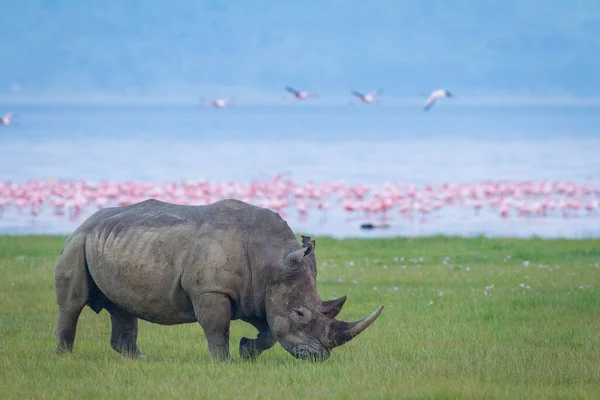 One adult white rhino with bighorn grazing with Lake Nakuru and flamingos in the background Kenya