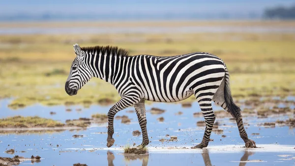 Jedna Dorosła Zebra Przechadzająca Się Przez Błotnistą Trawę Dużymi Kałużami — Zdjęcie stockowe