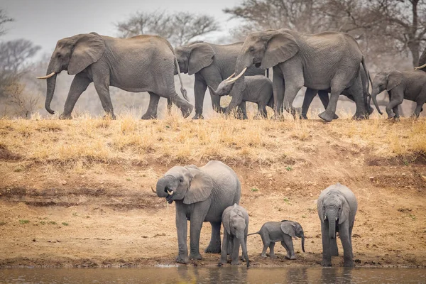 Rebanho Elefantes Caminhando Parede Barragem Com Alguns Bebendo Água Abaixo — Fotografia de Stock