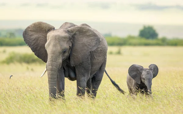 在肯尼亚的马赛马拉平原上 母象和小象一起大摇大摆地走着 — 图库照片