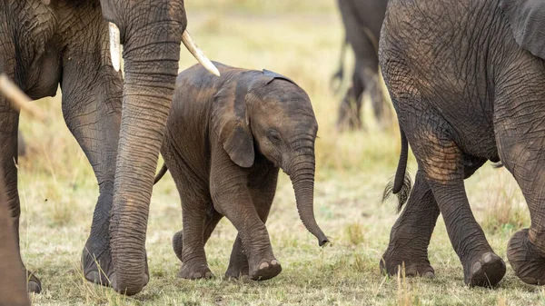 Petit Éléphant Avec Petit Tronc Marchant Parmi Autres Éléphants Dans — Photo