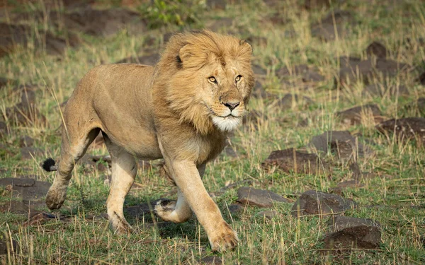 One healthy male lion looking alert running across rocky and grassy area in Masai Mara Kenya