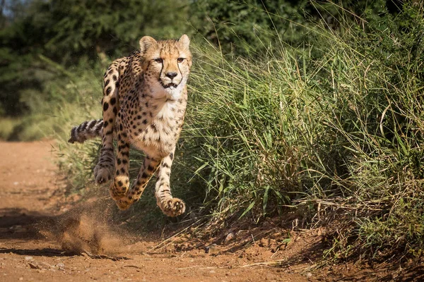 One Adult Female Cheetah Running Full Speed Sprinting Trying Catch — Stock Photo, Image