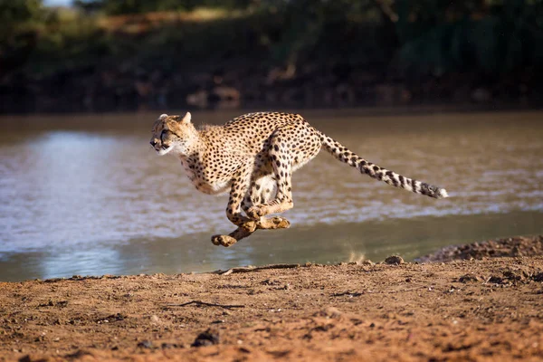 Sidovy Över Gepard Sprintning Med Rak Svans Med Damm Vatten — Stockfoto