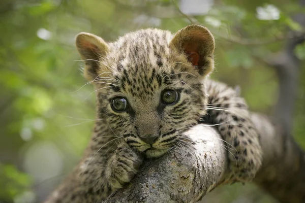 Filhote Leopardo Muito Pequeno Com Grandes Olhos Segurando Galho Árvore — Fotografia de Stock