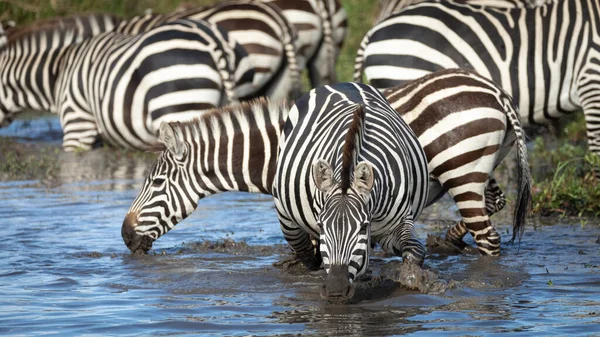 Skupina Zebry Pitné Vody Řece Mara Hlavou Zblízka Záběru Jedné — Stock fotografie