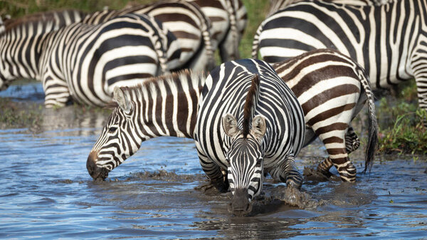 A group of zebras drinking water at Mara River with a close up head on shot of one adult zebra in Masai Mara Kenya