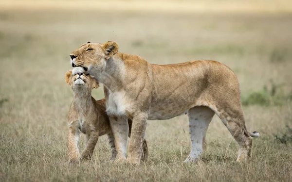 Filhote Leão Mostrando Amor Carinho Para Sua Mãe Masai Mara — Fotografia de Stock