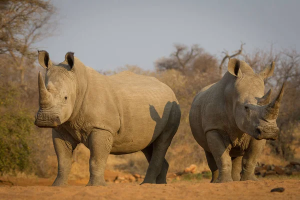 Due Rinoceronte Bianco Adulto Guardando Piedi Uno Accanto All Altro — Foto Stock