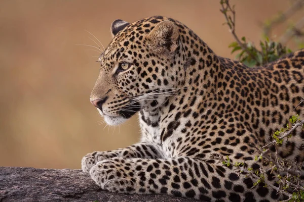 Maschio Adulto Leopardo Seduto Albero Mezza Vista Laterale Del Corpo — Foto Stock