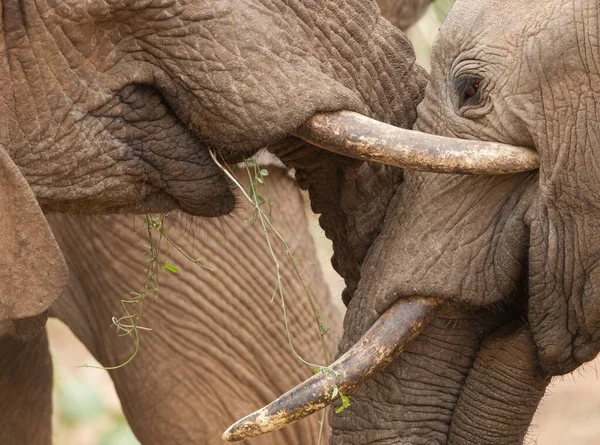 Közelíts Két Fiatal Elefánt Fejére Akik Üdvözlik Egymást Samburu Reserve — Stock Fotó