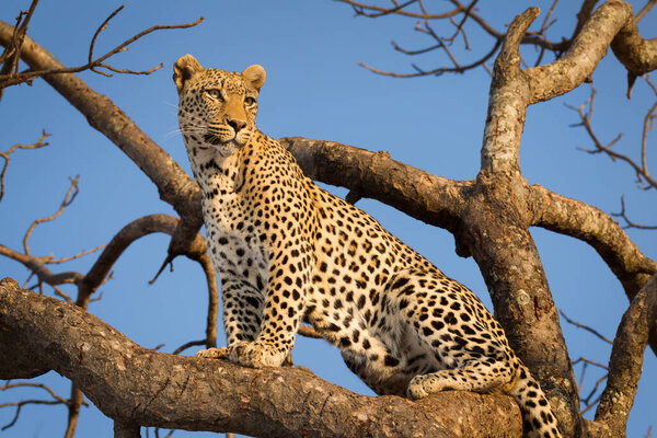 A horizontal portrait of one adult male leopard sitting upright in a tree with no leaves with blue sky in the background in warm afternoon light in Kruger Park South Africa