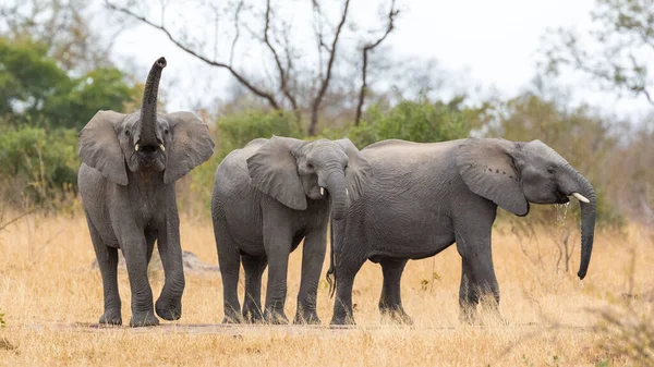 Three Elephants Drinking Waterhole Winter One Looking Alert Trunk Smelling — Stock Photo, Image