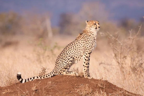 One Adult Cheetah Side View Sitting Termite Mound Dry Season — Stock Photo, Image