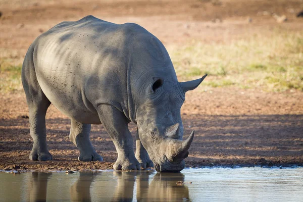 Fotografia Horizontal Rinoceronte Branco Adulto Bebendo Uma Barragem Luz Quente — Fotografia de Stock