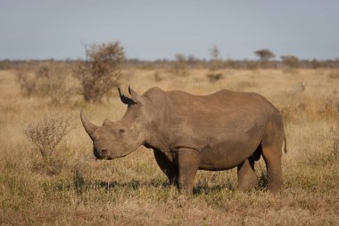 Genç Fil Kruger Park Güney Afrika 'da alay ediyor.