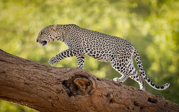 肯尼亚Samburu保护区一只雌性美洲豹爬上一棵树的横向镜头 — 图库照片