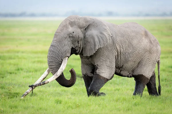 Jovem Touro Elefante Zombaria Cobrando Kruger Park África Sul — Fotografia de Stock