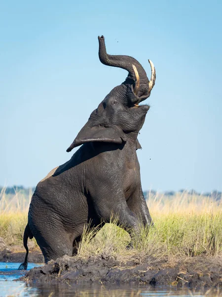 Jovem Touro Elefante Zombaria Cobrando Kruger Park África Sul — Fotografia de Stock