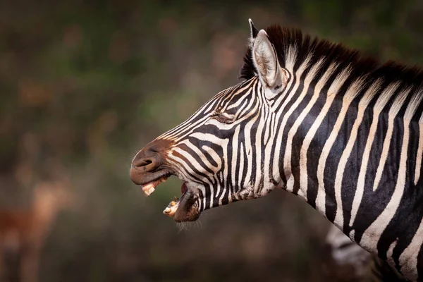 Jonge Stier Olifant Spot Opladen Kruger Park Zuid Afrika — Stockfoto