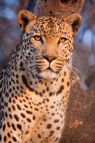 在南非克鲁格公园 一只雄性美洲豹头像坐在树上 金光闪闪 — 图库照片