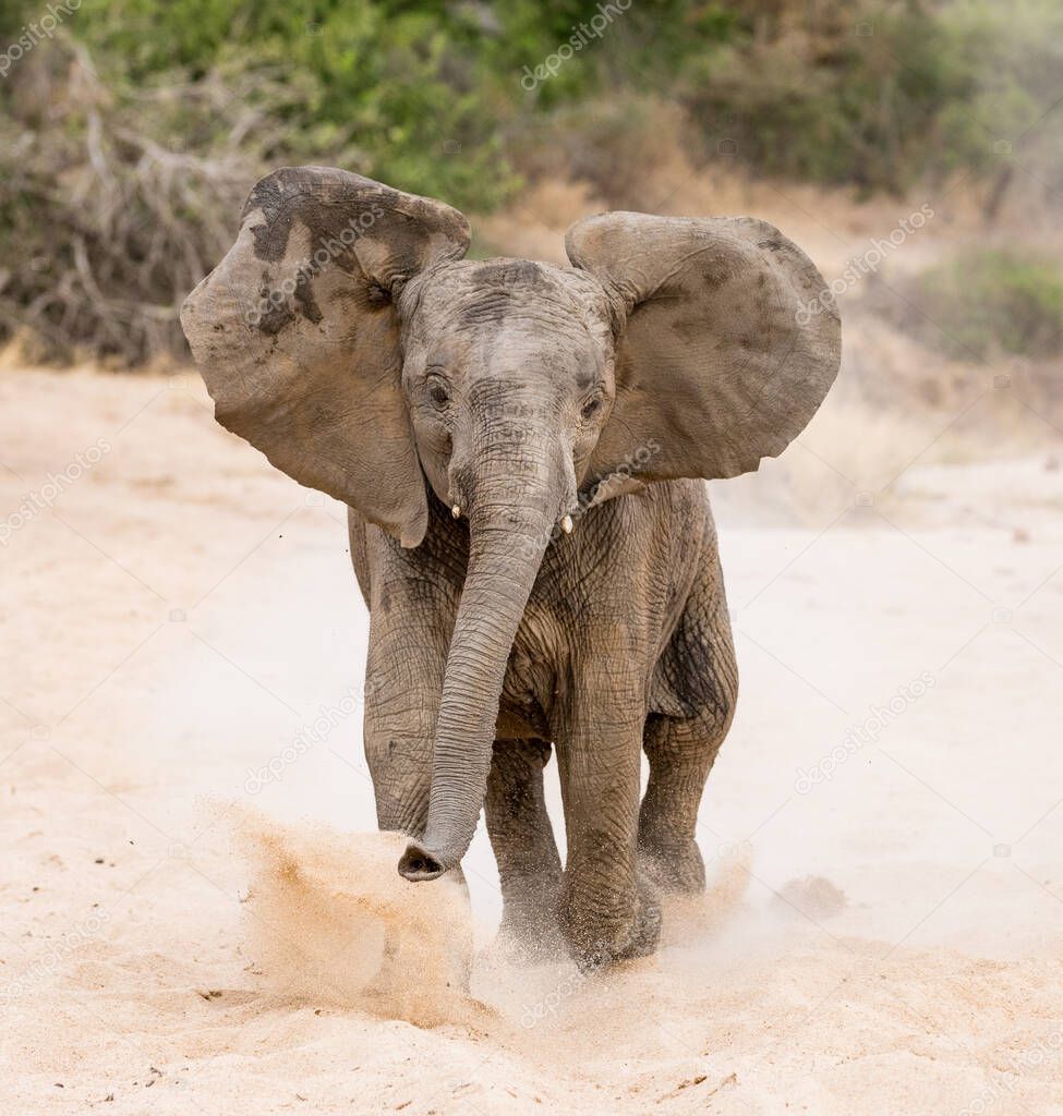 Young bull Elephant mock charging  in Kruger Park South Africa
