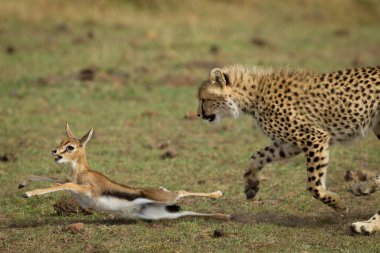 Bir yetişkin çita pençesiyle Masai Mara Kenya 'da bebek ceylana çelme takıyor.