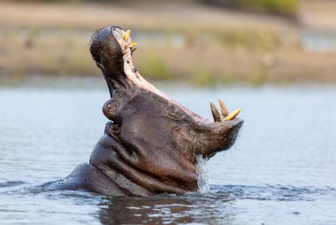 Chobe River Botswana 'da ağzı sonuna kadar açık esneyen bir su aygırının yakın portresi.