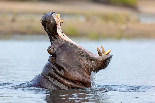 Ett Närbild Porträtt Flodhäst Gäspande Med Munnen Vidöppen Chobe River — Stockfoto