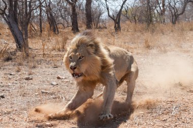 Kruger Park Güney Afrika 'da kış mevsiminde saldırganlık gösteren erkek aslan hücum ediyor.