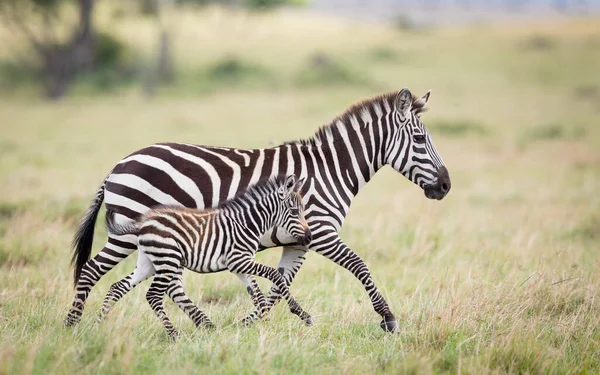 Zebra Mãe Bebê Zebra Correndo Lado Lado Grama Masai Mara — Fotografia de Stock