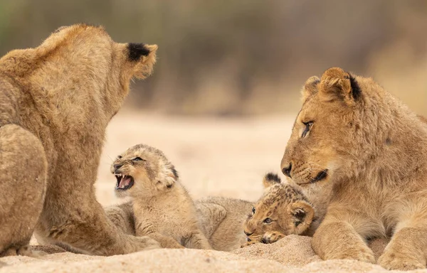 Twee Volwassen Leeuwen Hun Baby Leeuwen Rusten Zandige Rivierbedding Kruger — Stockfoto