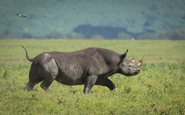 Vuxen Svart Noshörning Går Genom Ngorongoro Crater Slätter Tanzania — Stockfoto
