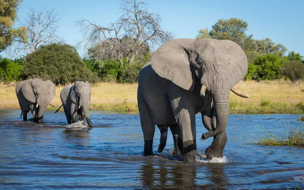 Touro Elefante Levando Duas Fêmeas Elefantes Atravessando Rio Concessão Khwai — Fotografia de Stock