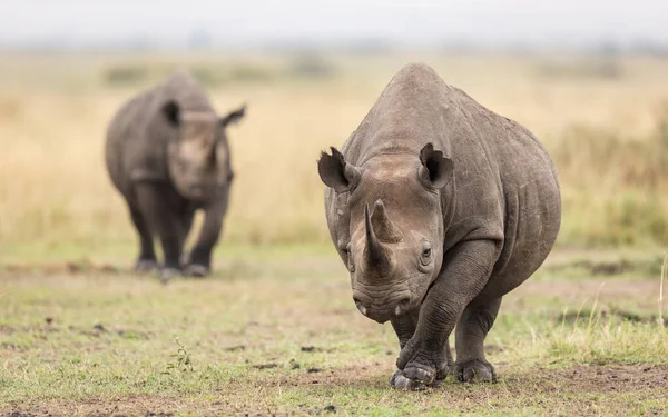 Deux Rhinocéros Noirs Adultes Marchant Vers Caméra Dans Réserve Masai — Photo