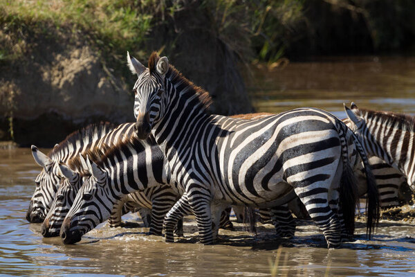 A group of thirsty zebra drinking water from a river with one zebra looking at camera in Serengeti Tanzania