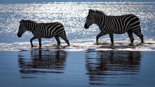 One adult female zebra and one juvenile zebra walking through water in Amboseli Kenya