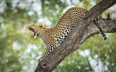 Yetişkin bir leopar ağzı açık esniyor, diş, dil ve Khwai Botswana 'da büyük bıyıklar gösteriyor.