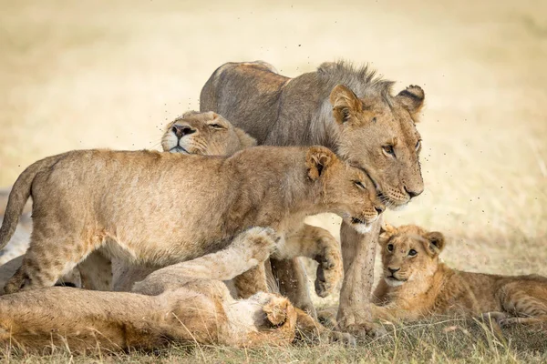 Lion Pride Bonding Pokazujące Uczucie Muchami Wokół Ich Twarzy Masai — Zdjęcie stockowe