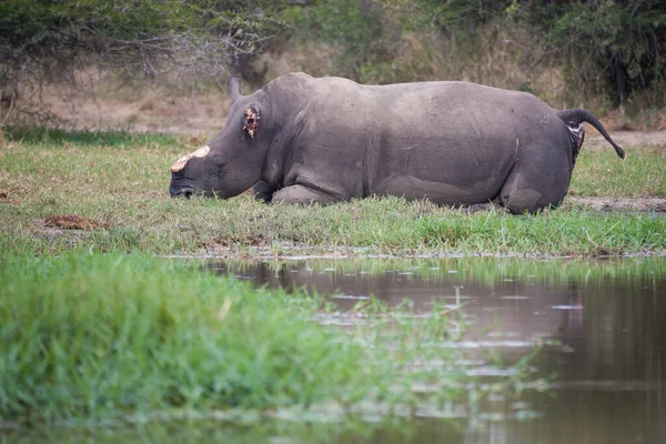 Brutálně Zabil Bílého Nosorožce Pytláky Rohem Uchem Odstraněn Kruger Park — Stock fotografie