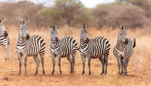 Una Línea Cebras Mirando Misma Dirección Parque Nacional Tarangire Tanzania —  Fotos de Stock