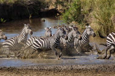 Bir zebra sürüsü, Serengeti Tanzanya 'daki nehrin kıyısında çamurlu sularda koşuyor.