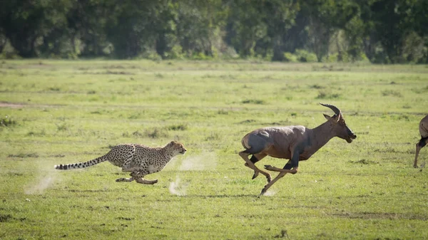 Geparden Jagen Erwachsenes Männchen Topi Mit Voller Geschwindigkeit Den Grünen — Stockfoto