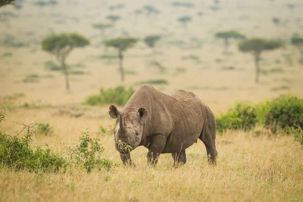 Rinoceronte Negro Adulto Caminhando Masai Mara Savana Quênia — Fotografia de Stock