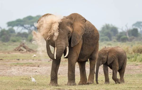 Une Femelle Adulte Baignant Dans Poussière Éléphant Avec Son Petit — Photo