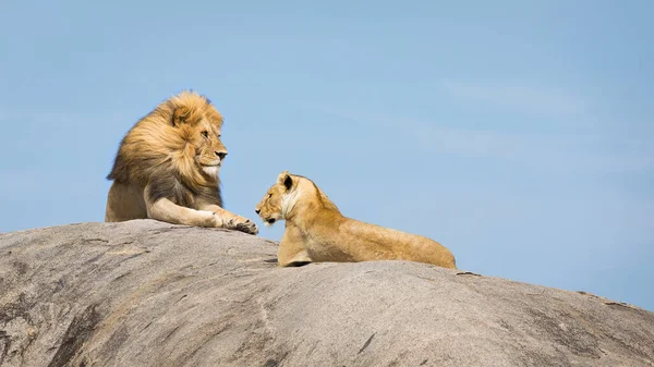 König Der Löwen Mit Schöner Mähne Und Seine Löwin Auf — Stockfoto