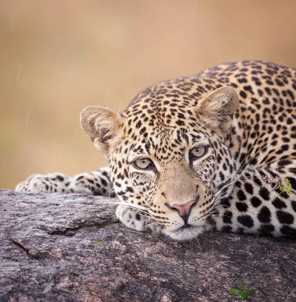 南非克鲁格公园 在下着毛毛雨的时候 猎豹的脸躺在树上 直勾勾地看着摄像机 — 图库照片